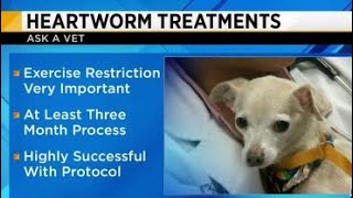 Ask a Vet  Heartworm treatments [upl. by Lyred521]