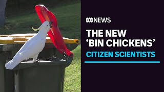 Cockatoos learn how to flip open garbage bins by copying each other  ABC News [upl. by Hras466]