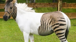 10 Amazing Hybrid Animals That Actually Exist [upl. by Akirahc]