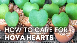 BEST TIPS  HOW TO CARE FOR HOYA HEART PLANT [upl. by Eirojram]