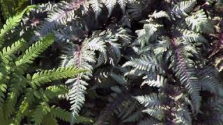 Learning About Japanese Painted Fern [upl. by Gris]