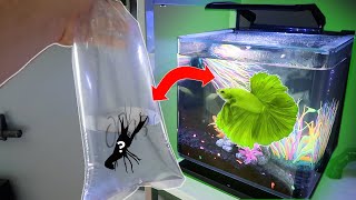 My NEW GLO BETTA FISH GETS A TANK MATE [upl. by Anitahs]