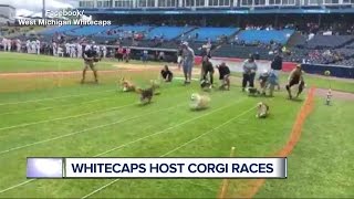 Tigers affiliate hosts Corgi Races at the ballpark [upl. by Bee]