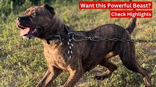 American Bandogge  In 2 Minute Most Powerful agile loyal protective dog [upl. by Eanrahs418]