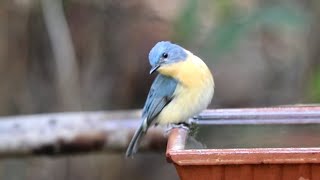 Tickells Blue Flycatcher amp Rufous Treepie निलीमा amp टकाचोर Credit Ravi Dumpala [upl. by Sisely]