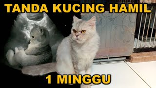 CIRI CIRI KUCING HAMIL 1 MINGGU DAN PERAWATANYA [upl. by Erodavlas]