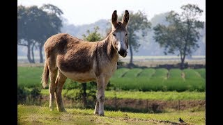 DONKEY  The Stubborn Animal [upl. by Sessylu]