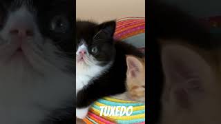 Tuxedo Kitty [upl. by Marciano]