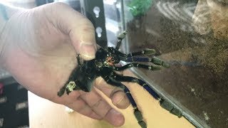 UPDATE  🕷 Lampropelma Violaceopes 🕷 [upl. by Jermain]