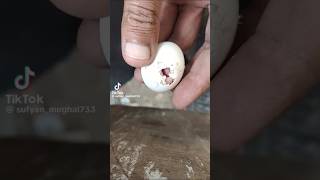 Bird eegs hatching 🐣shortparrot minivlog [upl. by Othilia375]