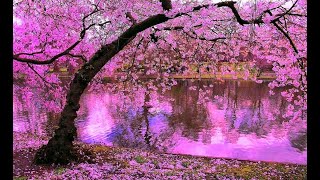 Cómo cuidar del Lapacho  Handroanthus  Palo de Rosa  Tabebuia  Tajy  Guayacán  Tajibo  ipê [upl. by Eehtomit58]