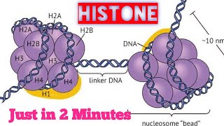 histone protein in 2 min Histone octamer [upl. by Tobit]