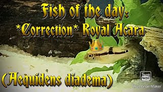 Fish of the day  CORRECTION Royal Acara Cichlid Aequidens diadema [upl. by Vasili]