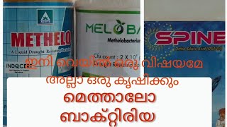 Methelo bacteria ഇതു ഉപയോഗിച്ചാൽ ഏതു കൊടും ചുടിനെയും ഏലചെടി പ്രീതിരോധിച്ചു സൂപ്പർ ആയി വളരും [upl. by Maury590]