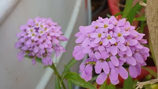 Beautiful Winter Flower  Candytuft Flower Care  How to Grow and Care Candytuft Plant [upl. by Olsson]