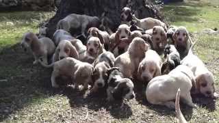 Cachorros Basset Hound 30 cachorros juntos [upl. by Osrick379]