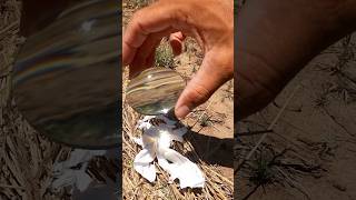 Fire with a magnifying glass survival survivalskills bushcraft camping [upl. by Irmgard]