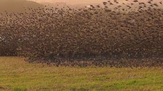 Mind Blowing Starling Murmuration  Exceptional Close Up in Cornwall [upl. by Ailecnarf]