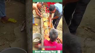 Best working day 1457 Drying process of cinnamon tree bark [upl. by Ronica299]