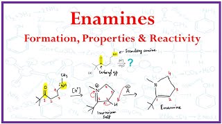 Enamine Formation properties and Reactivity [upl. by Reinwald]