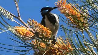 Bluefaced Honeyeater 76 [upl. by Durante]