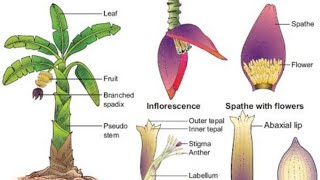 Family musaceae Banana family को हिंदी में समझे👈।केला खाने के फायदे जानकर चौंक जाएंगे 🤔 [upl. by Nyral]