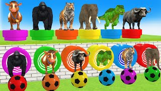 Long Slide Game With Elephant Gorilla Buffalo Hippopotamus Tiger  3d Animal Game  Funny 3d Animals [upl. by Akerdal]