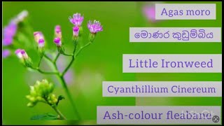 plant 1 Cyanthillium Cinereum  Little Ironweed Ash color Fleabane  මොණර කුඩුම්බිය [upl. by Ennovart]