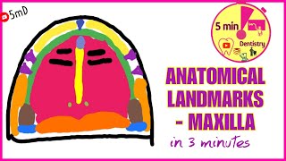 Anatomical landmarks in 3 minutes  MAXILLA  PROSTHODONTICS [upl. by Stover]