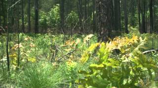 How Fire Can Restore a Forest A TimeLapse Ground View [upl. by Gitlow]