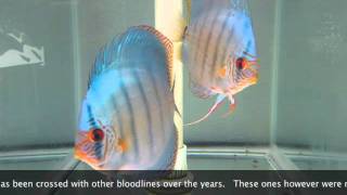 Jack Wattley Turquoise Discus Original Bloodline [upl. by Eenafit]