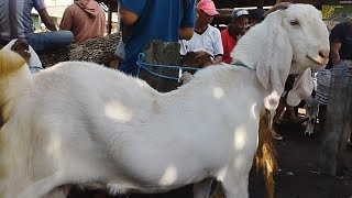 MURAH BANGET HARGA KAMBING KWALITAS SUPER MULUS BUTING TUA LUMAYAN MURAH [upl. by Retepnhoj278]