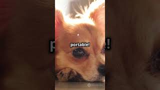 5 Reasons You NEED A Chihuahua pets doglover shorts chihuahua [upl. by Bourque]