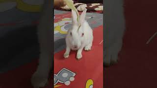 rabbitry rabbit amazingshorts cute [upl. by Einehpets661]