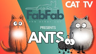 CAT GAMES  Catching Ants VIDEO FOR CATS [upl. by Uela19]