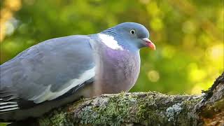 Common wood pigeon sound Columba palumbus call [upl. by Nesyla]