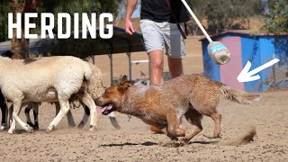 My CATTLE DOG Herding Sheep LIVE ACTION [upl. by Enella880]