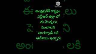 అంగన్వాడిలో ఈ మొక్కలు తప్పకుండా పెంచాలా రూలా [upl. by Rumpf]