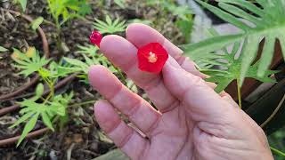 Cardinal Climber from seed  sow in spring  Texas Gulf Coast Zone 9ab hummingbird butterfly [upl. by Ytok554]