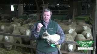 Shearwell Data  Sheep Tagging amp Electronic ID Introduction [upl. by Oynotna]