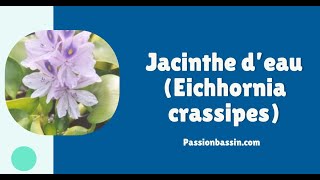 Jacinthe d’eau Eichhornia crassipes [upl. by Ifill444]