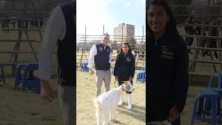 Estudiar Medicina Veterinaria y Zootecnia en la Facultad de MVZ de la UNAM [upl. by Goran]