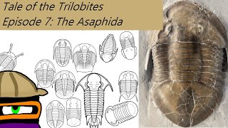 The Tale of The Trilobites Ep 7 The Asaphida [upl. by Amesari935]