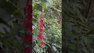 Early morning Cardinal flowers Lobelia cardinalis pondlife nativeplants redflowers [upl. by Odnesor684]