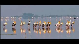 Pulicat Lake Bird Sanctuary Andhra Pradesh India Travellifejourneys [upl. by Locke]