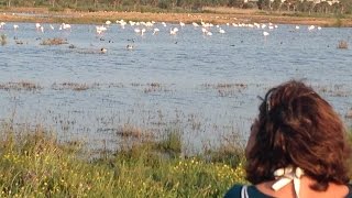 Salgados lagoon a natural reserve  Algarve Portugal [upl. by Oidiple]