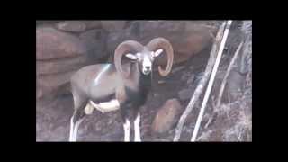 My Lanai archery Mouflon ram [upl. by Ordisy]