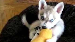 Oz Klee Kai playing with his duck [upl. by Ahseekat156]