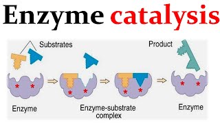 Enzyme catalysis mechanism [upl. by Philippa56]