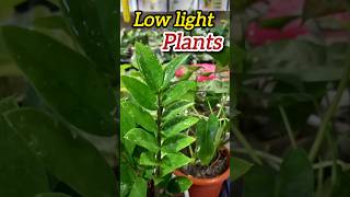 Best low light plants for indoor 🌿🌿indoorplants shorts lowlightplants [upl. by Noiroc66]